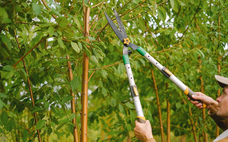 Tree trimming in Oldenburg, IN