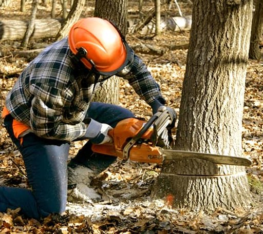 Tree Removal in Oldenburg, IN